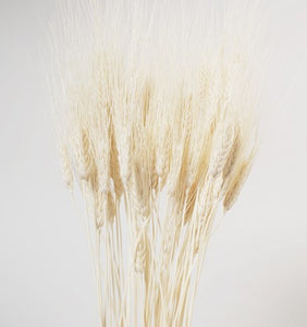 Bleached Wheat
